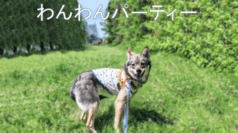 わんわんパーティー