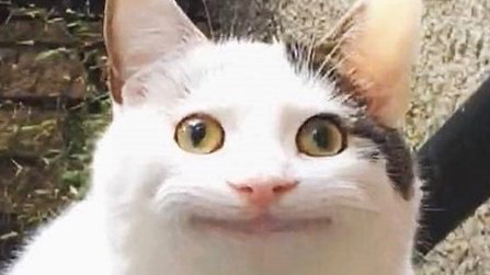 にやねこ