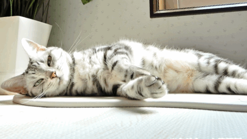 ねころぶ